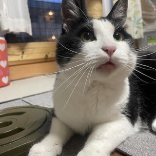     「ねぇ、ぼくのおうちになってくれる？」