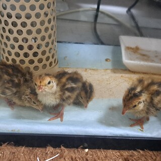 産まれて1週間のうずらの雛です