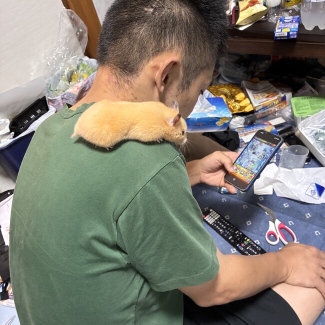 若にゃんのカバー写真