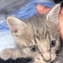 迷い猫