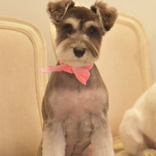 シーズーとパピヨンのミックス」愛知県 - 犬の里親募集(81890