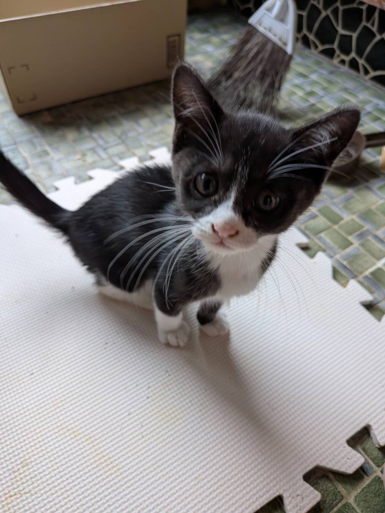 (ΦωΦ)(ΦωΦ)猫ネコねこ(ΦωΦ)♥里親様募集♥(=^・・^=)♥ 風(ふう)」香川県 - 猫の里親募集(544335) :: ペットのおうち【里親