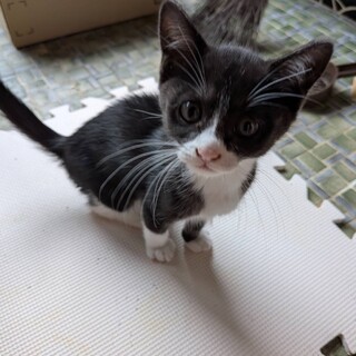 (ΦωΦ)(ΦωΦ)猫ネコねこ(ΦωΦ)♥里親様募集♥(=^・・^=)♥ 風(ふう)」香川県 - 猫の里親募集(544335) 1枚目の画像 :: ペットの