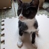 風(ふう) サムネイル2
