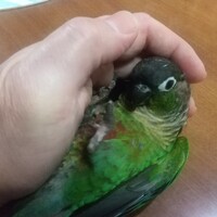 ミドリさん