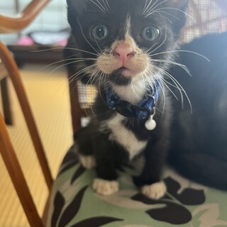 ハチワレ子猫