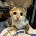 可愛い嶋ミケちゃんです♪