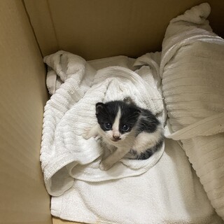 白黒ハチワレ1ヶ月メス
