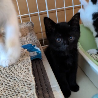 2カ月の子猫ちゃん」茨城県 - 猫の里親募集(544344) :: ペットのおうち