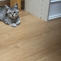 急募！！2ヶ月ぐらいの子猫です。元気いっぱいです！