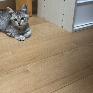 急募！！2ヶ月ぐらいの子猫です。元気いっぱいです！
