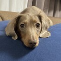 カニヘンダックス