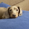 カニヘンダックス サムネイル2
