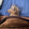 カニヘンダックス サムネイル3