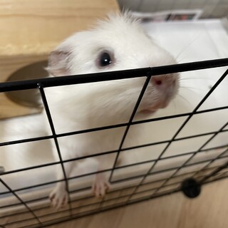 モルモットの里親募集中です