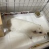 モルモットの里親募集中です サムネイル2