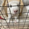 モルモットの里親募集中です サムネイル3