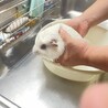 モルモットの里親募集中です サムネイル4