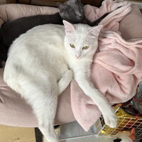 なつめくん