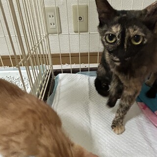 とても小柄な可愛いサビ猫