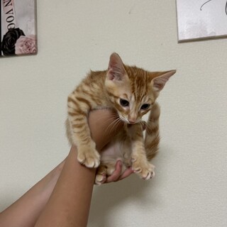 【交渉中】茶トラ 男の子