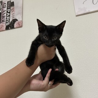 生後2ヶ月 黒猫 男の子