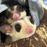 けいすけ11