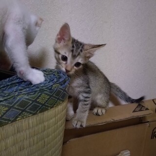 ライラちゃん