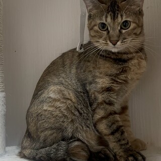 人より猫が好き。攻撃性ゼロの超ビビリ♡つぶあん