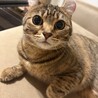 の写真
