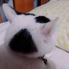 彪銀花 さん