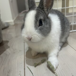 うさぎの里親募集
