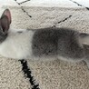 うさぎの里親募集 サムネイル2