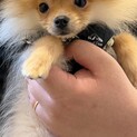 ポメラニアン男の子6か月