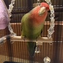 手乗りで人懐っこいコザクラインコのオス