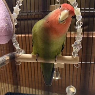 手乗りで人懐っこいコザクラインコのオス