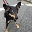 とっても繊細な男の子