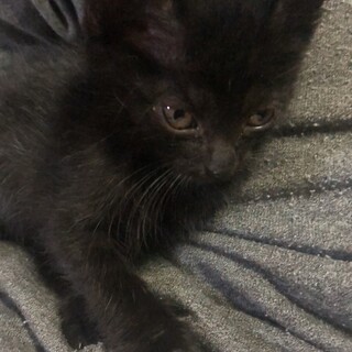 小さい黒猫の男の子
