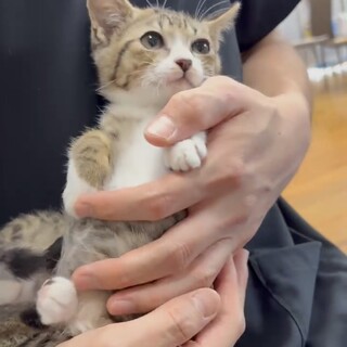 小さな可愛いキジ白くん　2ヶ月