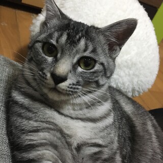 雌猫サニー☀️里親検討中の方おいでます