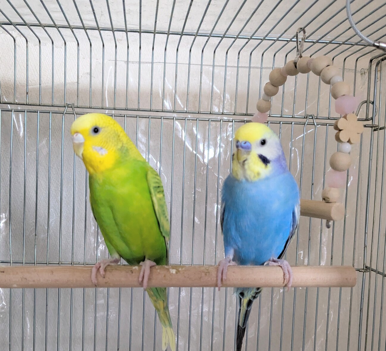 1歳セキセイインコ里親募集」新潟県 - 鳥の里親募集(544385) :: ペット