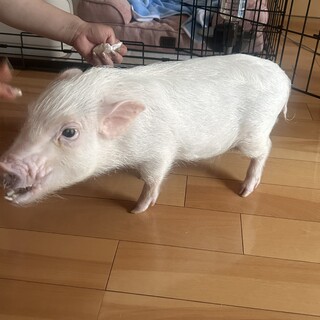 マイクロブタ　1才メス　
