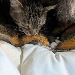 「よく寝ています」サムネイル2