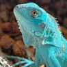 ブルーイグアナの里親を募集しております サムネイル2