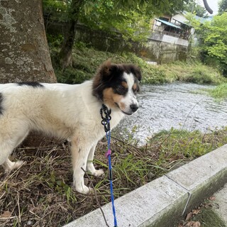 毛玉まみれだった、モフモフの洋犬mix！