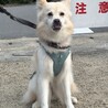 穏やかで優しい女の子（完全室内飼育）