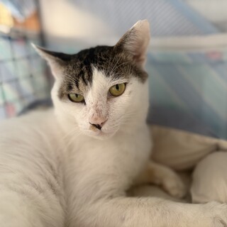 トビキジ推定3才~5才の男の子
