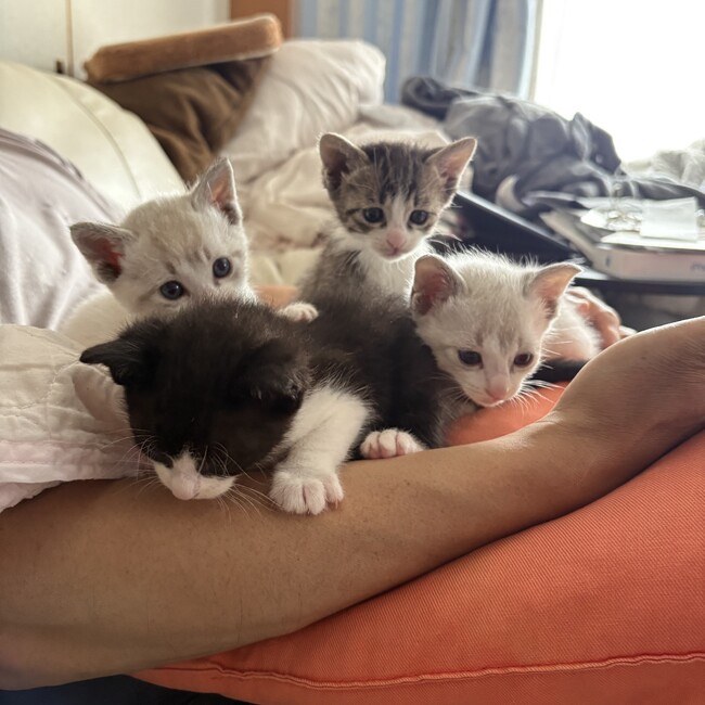 もたもたままのカバー写真