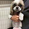 ぱくぱく
