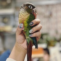 うり